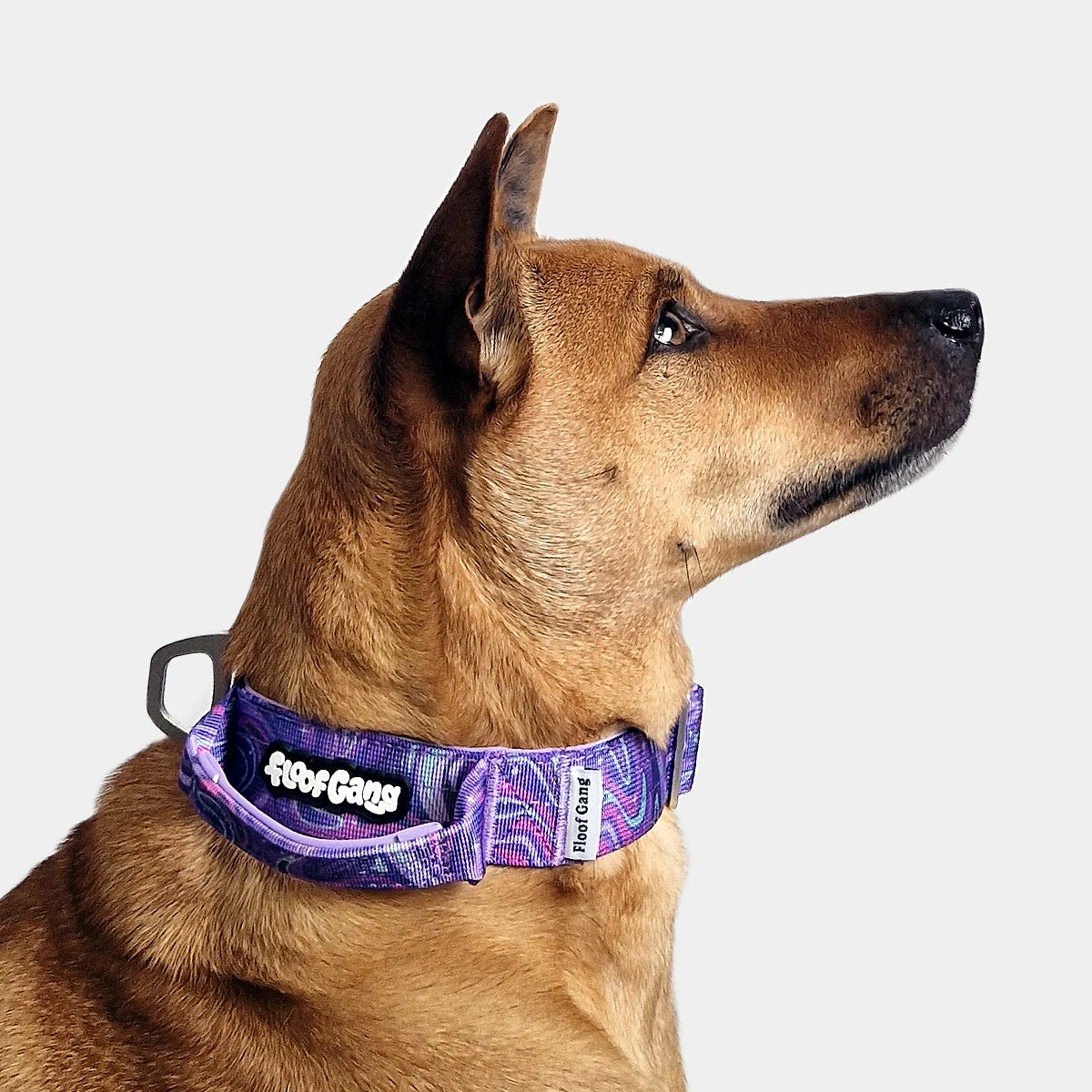 Tactical Dog Collar - 'Galaxy' - 4cm - Floof Gang