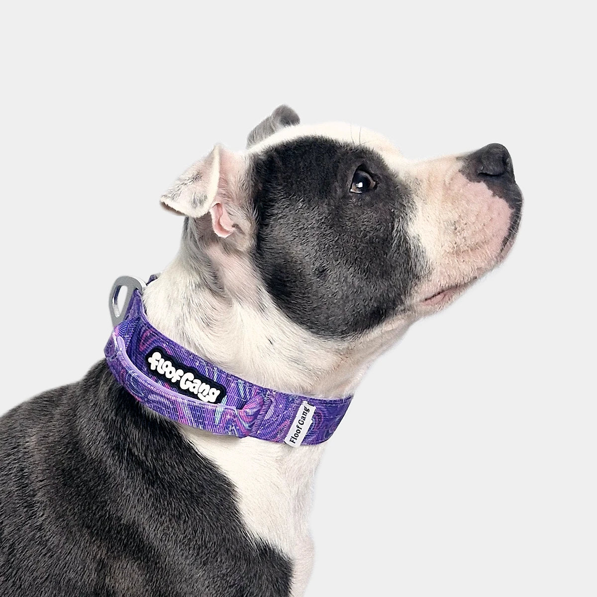 Tactical Dog Collar - 'Galaxy' - 3cm - Floof Gang