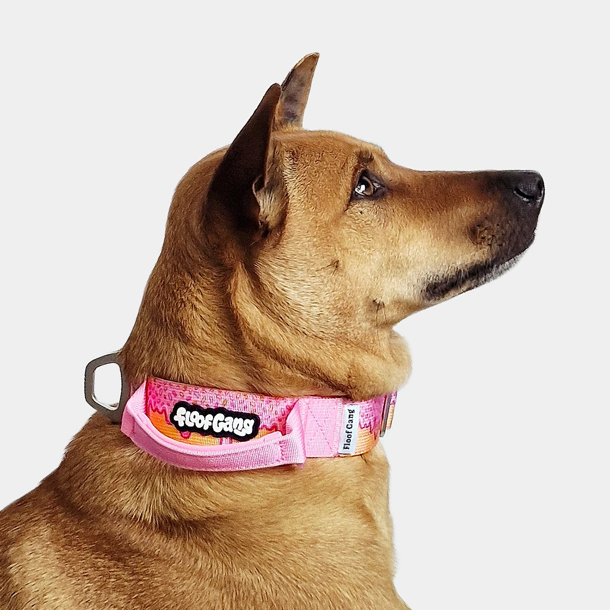 Tactical Dog Collar - 'Glazed' - 4cm - Floof Gang