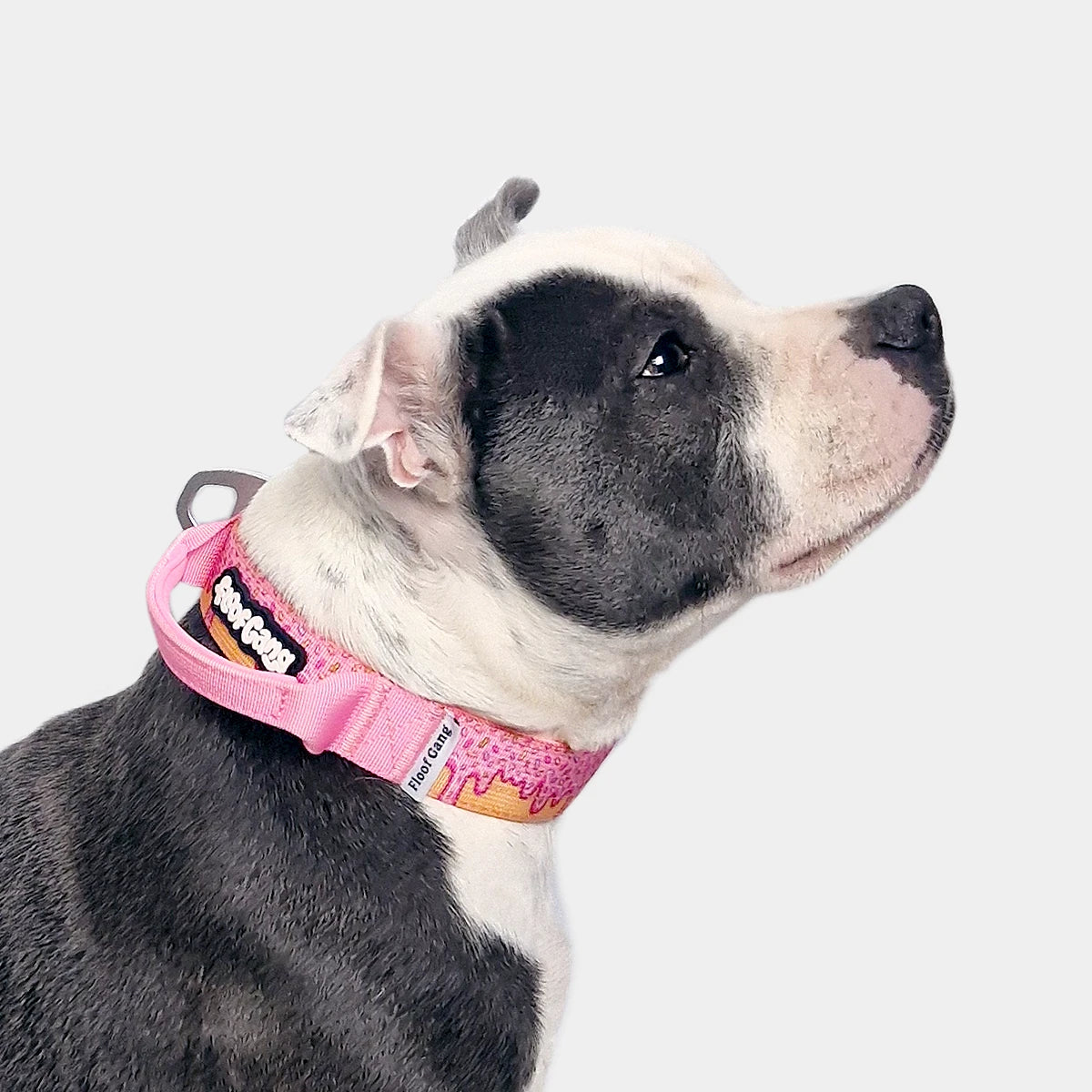 Tactical Dog Collar - 'Glazed' - 3cm - Floof Gang