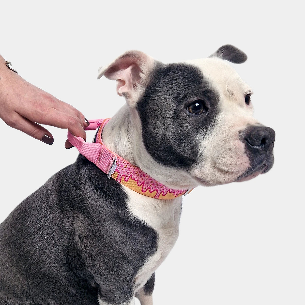 Tactical Dog Collar - 'Glazed' - 3cm - Floof Gang