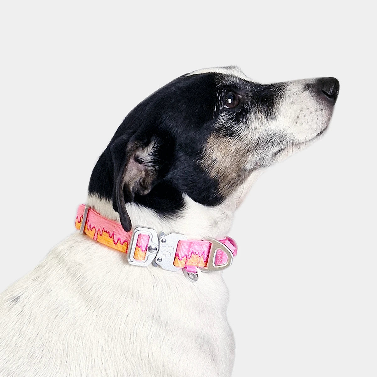 Tactical Dog Collar - 'Glazed' - 2cm - Floof Gang