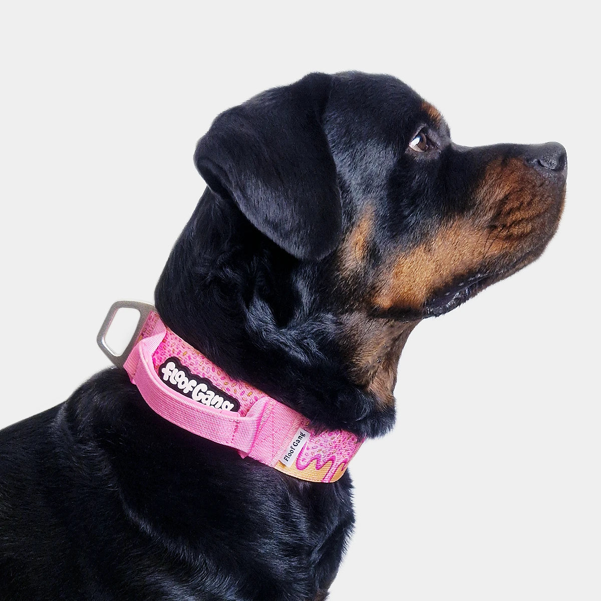 Tactical Dog Collar - 'Glazed' - 5cm - Floof Gang