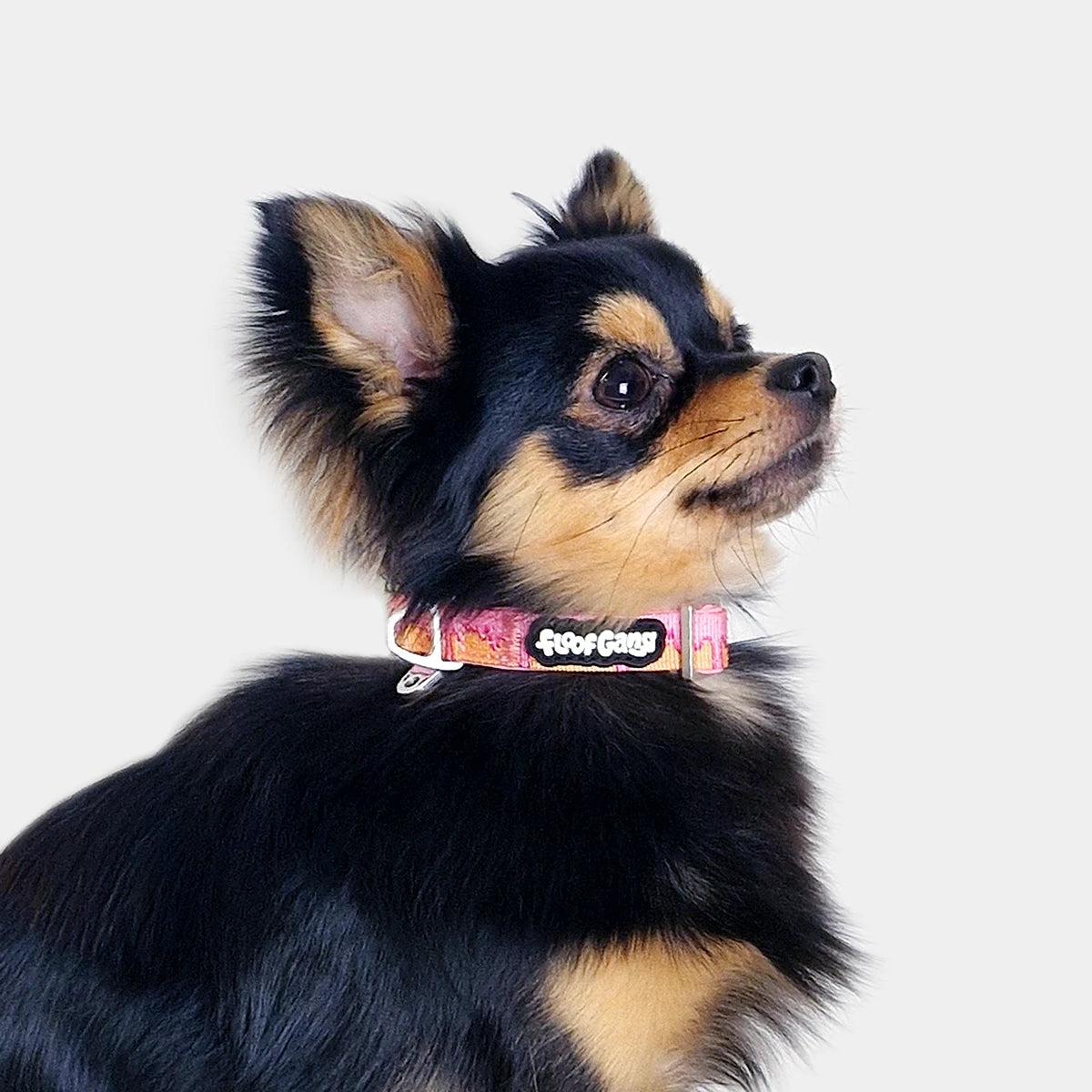 Tactical Dog Collar - 'Glazed' - 1.5cm - Floof Gang