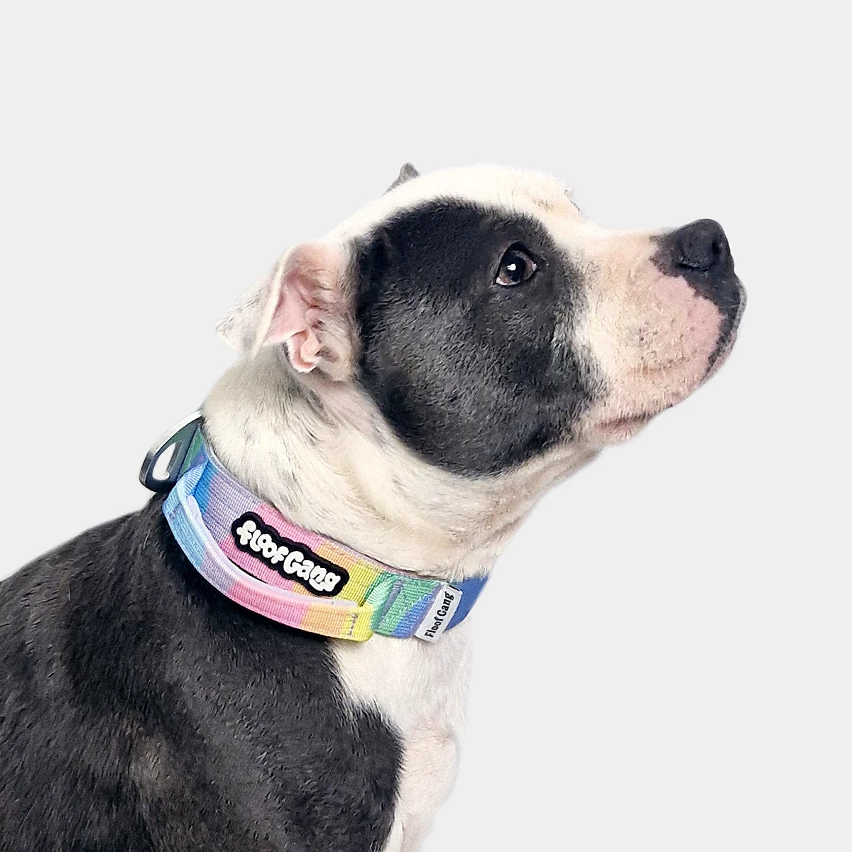Tactical Dog Collar - 'Sherbet' - 3cm - Floof Gang