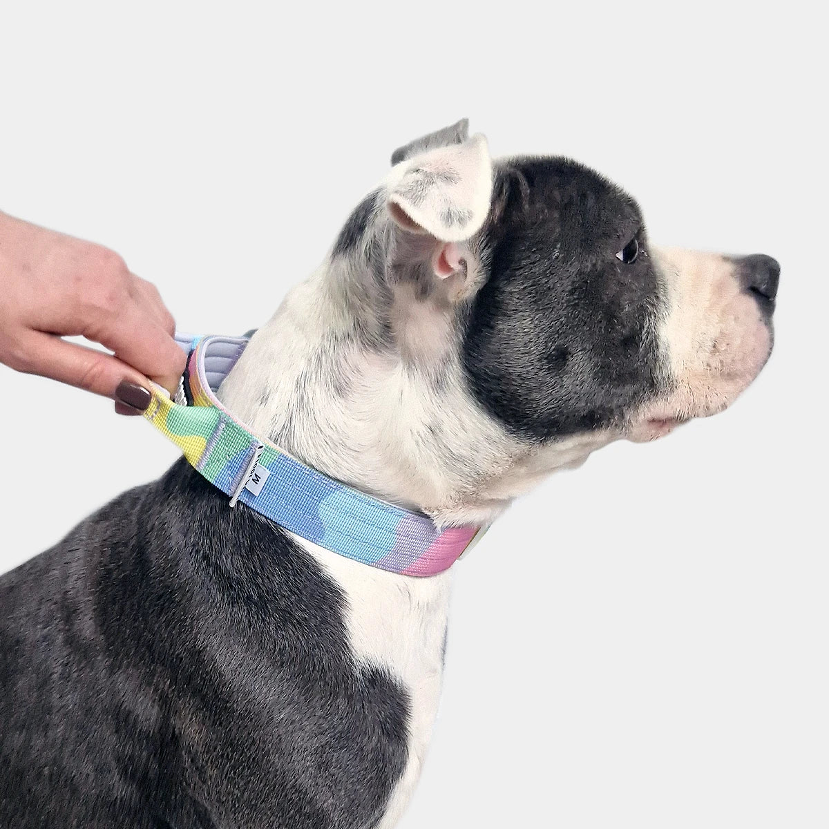 Tactical Dog Collar - 'Sherbet' - 3cm - Floof Gang