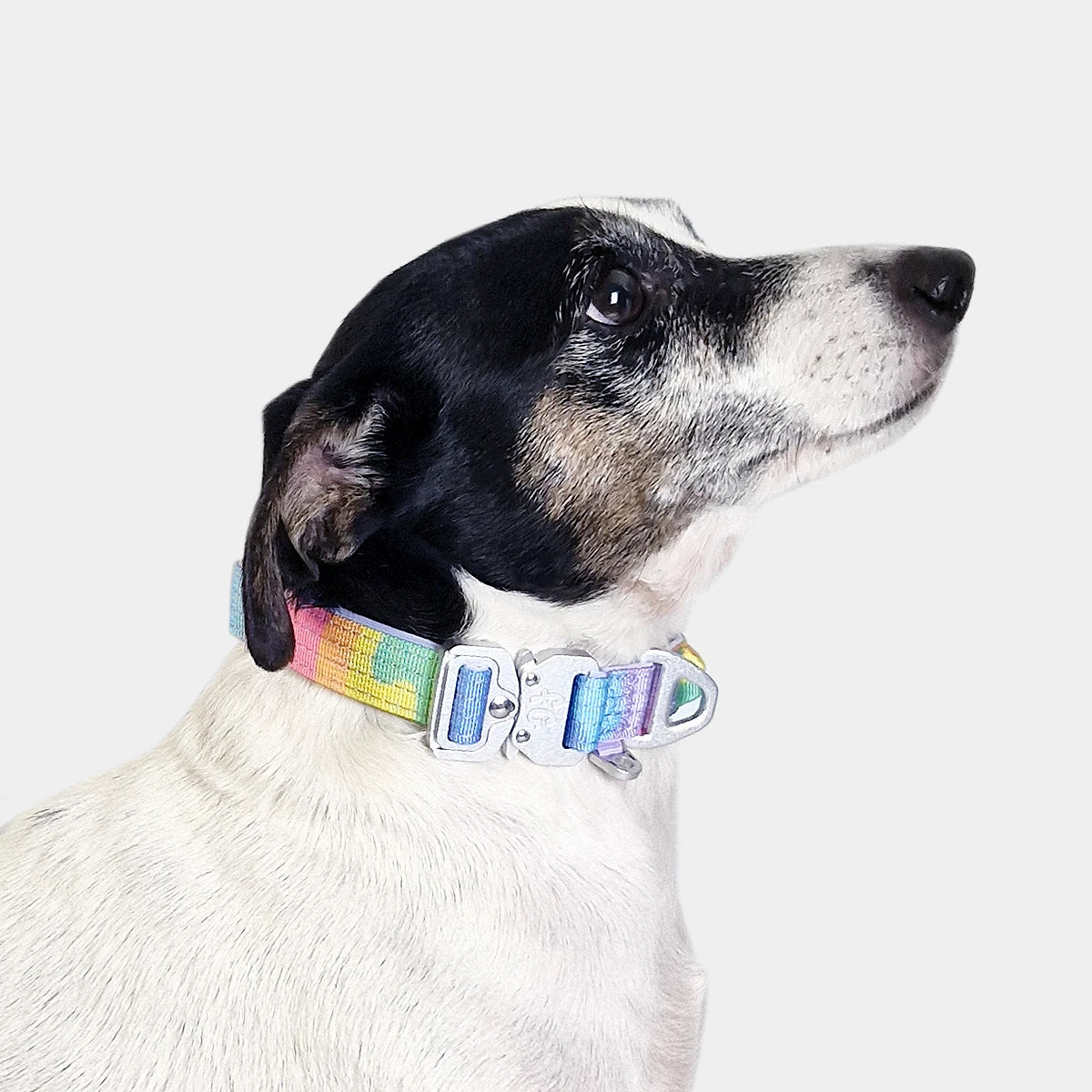 Tactical Dog Collar - 'Sherbet' - 2cm - Floof Gang