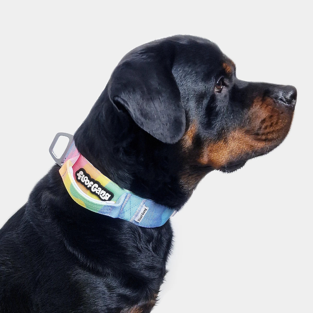 Tactical Dog Collar - 'Sherbet' - 5cm - Floof Gang