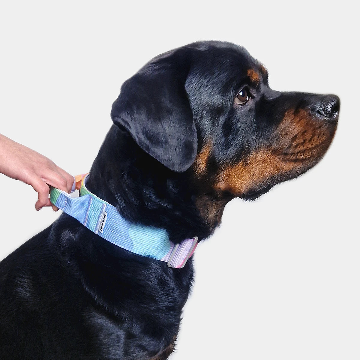 Tactical Dog Collar - 'Sherbet' - 5cm - Floof Gang