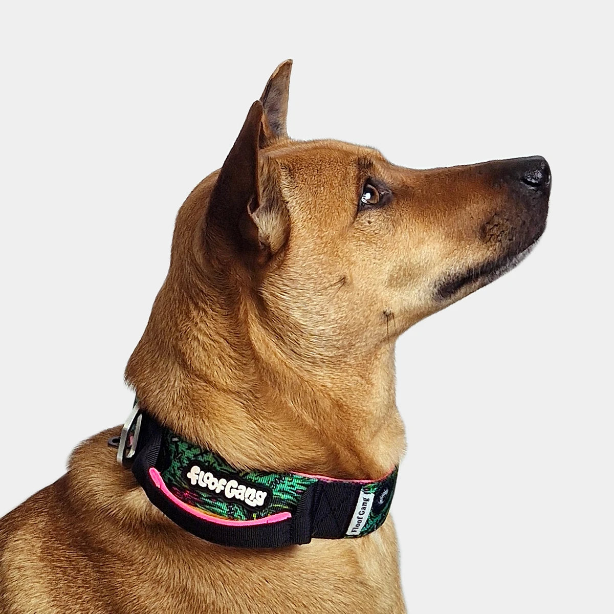 Tactical Dog Collar - 'Zombie' - 4cm - Floof Gang