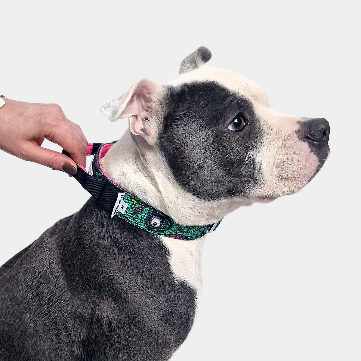 Tactical Dog Collar - 'Zombie' - 3cm - Floof Gang