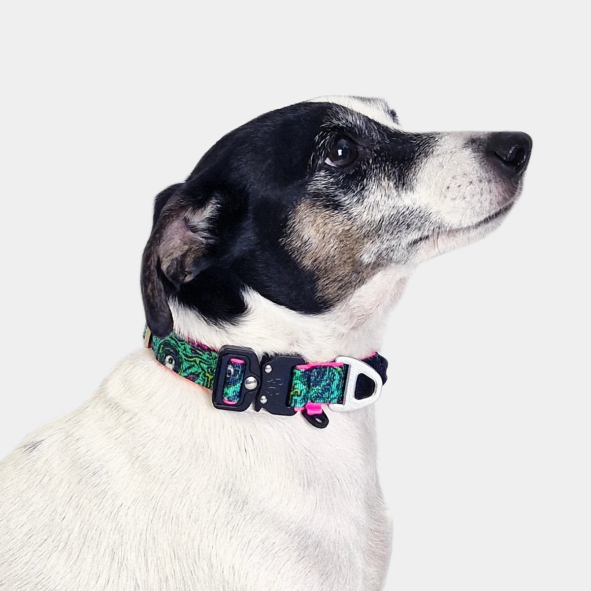 Tactical Dog Collar - 'Zombie' - 2cm - Floof Gang