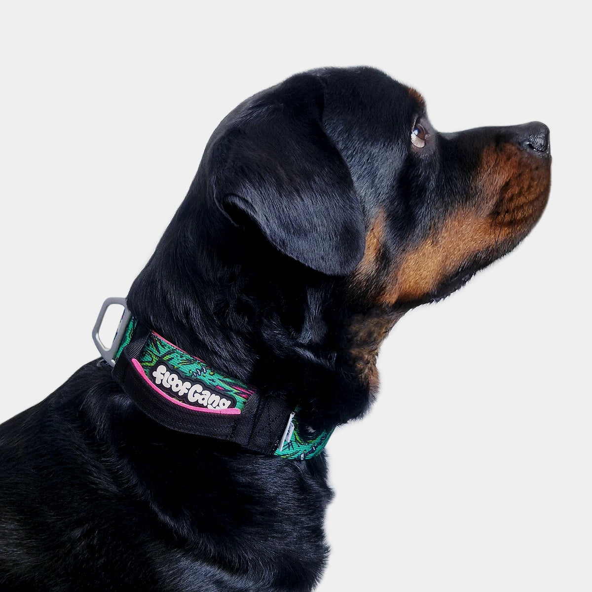 Tactical Dog Collar - 'Zombie' - 5cm - Floof Gang